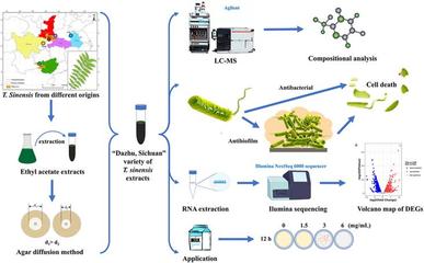生命科學(xué)學(xué)院夏險(xiǎn)副教授團(tuán)隊(duì)于國(guó)際TOP期刊發(fā)表重要研究成果，引領(lǐng)自然科學(xué)前沿探索